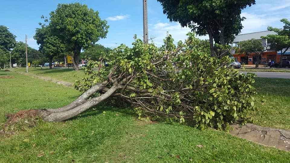 MEIO AMBIENTE | Recolhimento de árvores caídas 🌳